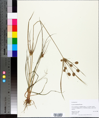 Cyperus retrorsus image