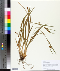 Carex flaccosperma image