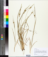 Carex crebriflora image