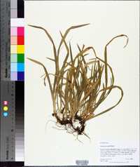 Carex abscondita image