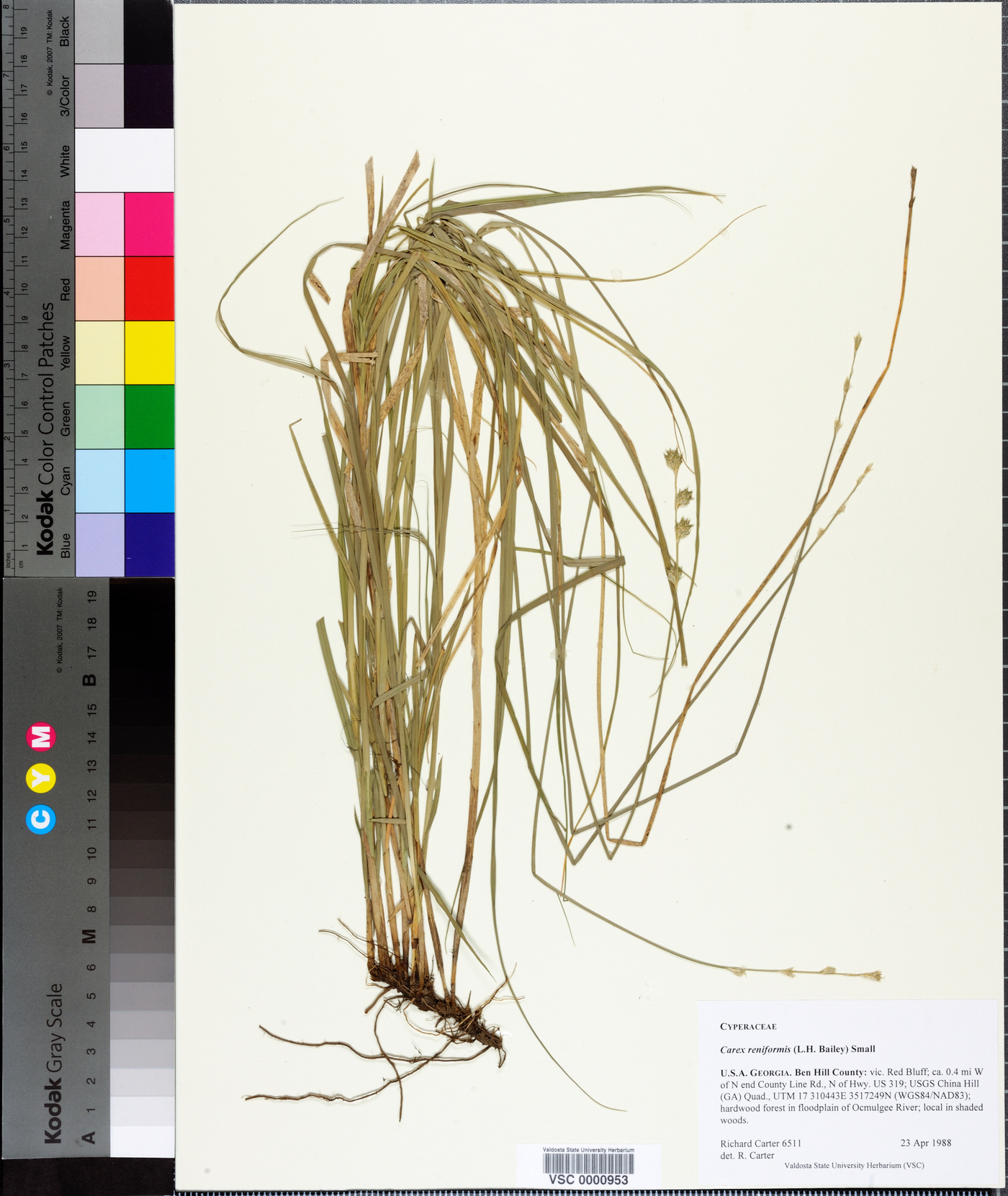 Carex reniformis image