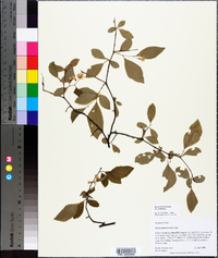 Styrax americanus image