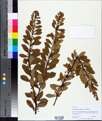 Lyonia fruticosa image