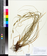 Carex cherokeensis image