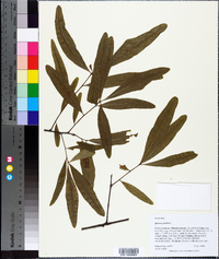 Quercus phellos image