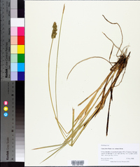 Carex fissa image