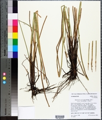 Eleocharis acutangula subsp. breviseta image