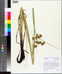 Cyperus drummondii image