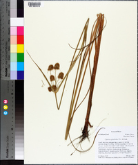 Cyperus cephalanthus image