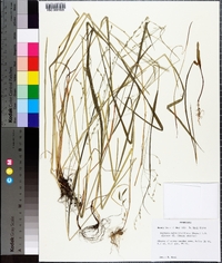 Festuca subverticillata image