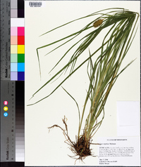 Carex typhina image