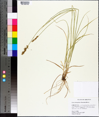 Carex triangularis image