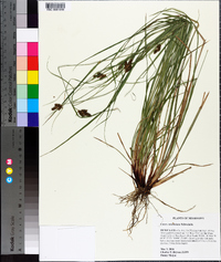 Carex caroliniana image