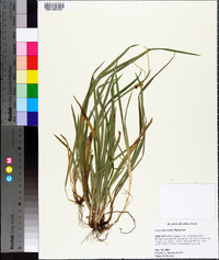 Carex abscondita image