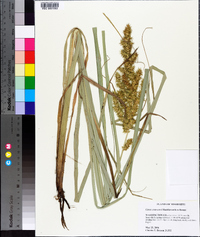 Carex crus-corvi image