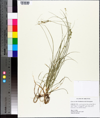 Carex socialis image