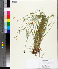 Carex hyalina image