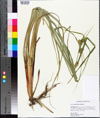 Carex hyalinolepis image