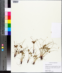 Cyperus squarrosus image