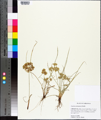 Cyperus surinamensis image