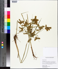 Cyperus iria image