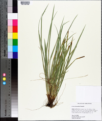 Carex basiantha image