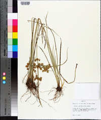 Cyperus pseudovegetus image