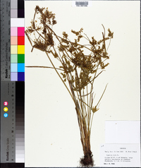 Cyperus iria image