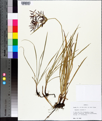 Cyperus rotundus image