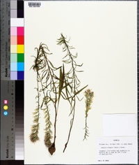 Liatris elegans image