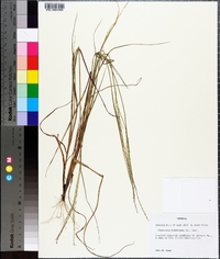 Digitaria filiformis image