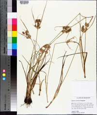 Cyperus retrorsus image