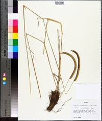 Ctenium aromaticum image