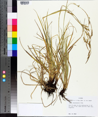 Carex cherokeensis image