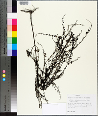 Seymeria cassioides image