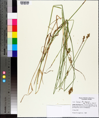 Carex longii image