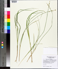 Carex seorsa image