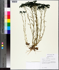 Polygala ramosa image