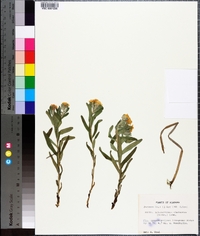 Lithospermum canescens image