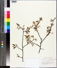 Prunus angustifolia image