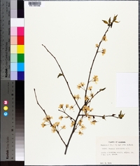 Prunus umbellata image