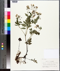 Phacelia bipinnatifida image