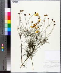 Coreopsis grandiflora image