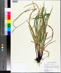 Carex oxylepis image