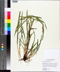 Carex flaccosperma image