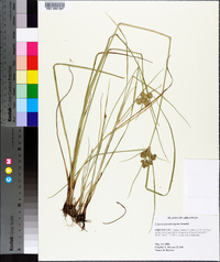 Cyperus pseudovegetus image