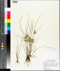 Cyperus acuminatus image