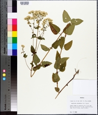 Ageratina aromatica image