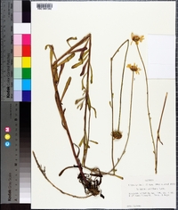 Balduina uniflora image