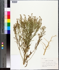 Lepidium densiflorum image